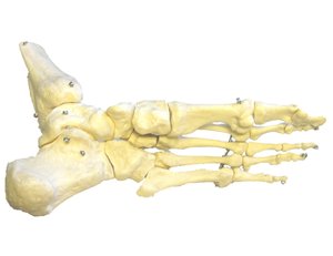 bone.1.jpg