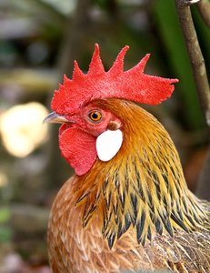 chicken.1.jpg