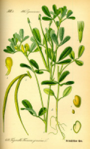 fenugreek.jpg